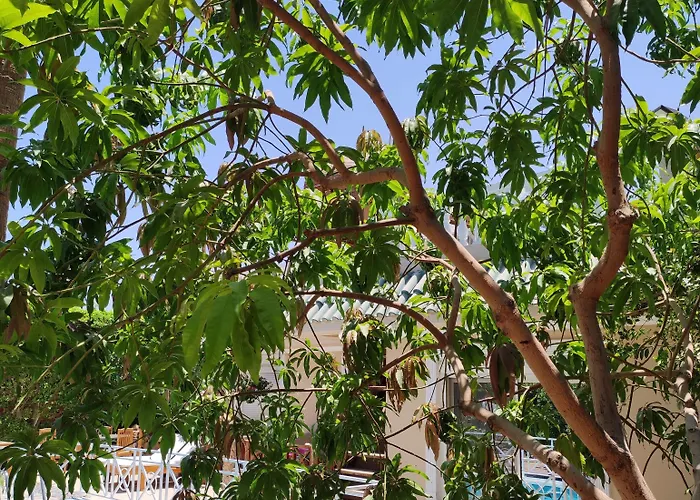 Rayan Villa